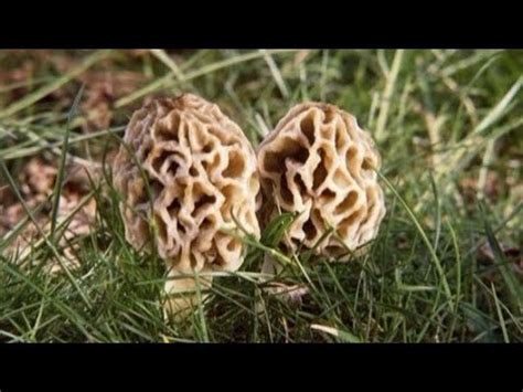 Mushroom hunting in Michigan - YouTube