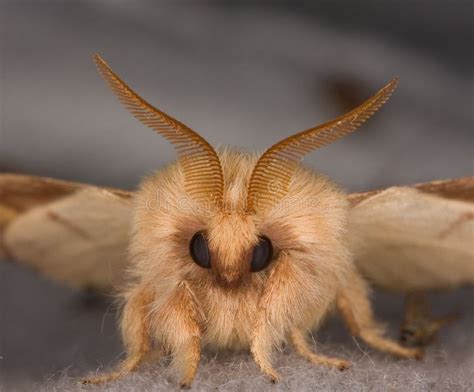 Closeup of the face of a moth. Extreme closeup of the face of a small ...