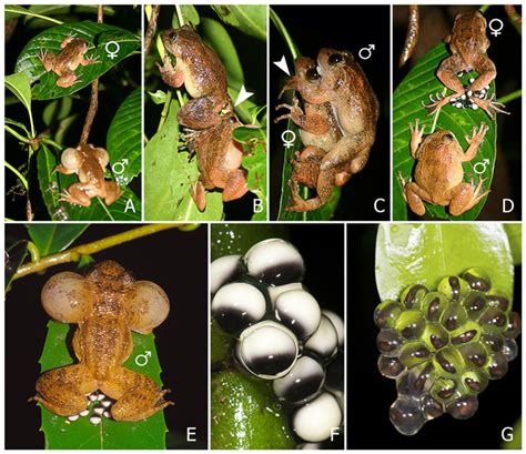 Researchers in India Discover 7th Mating Position for Frogs - Reptiles Magazine