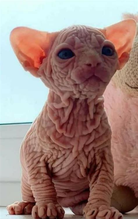 Baby Sphynx cat. | Cute hairless cat, Cute cats, Cute animals