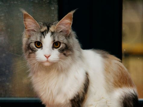 The Ultimate Maine Coon Cat Grooming Guide - MOOKNOW CAT