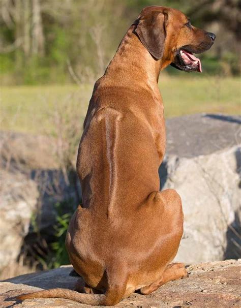 a large brown dog sitting on top of a rock