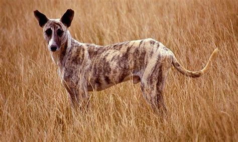 Africanis Dog Breed Information – All You Need To Know | Dog Product Picker