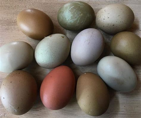 Olive Egger: Eggs, Temperament, Size and Raising Tips