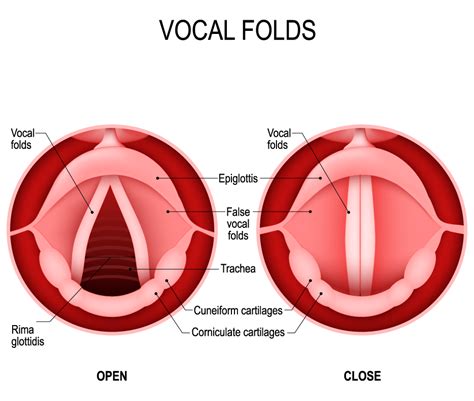 Vocal Anatomy Diagram