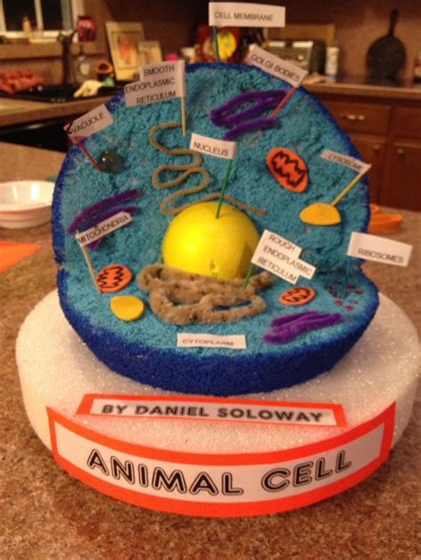 Styrofoam Labeled Animal Cell Model / How To Build An Animal Cell Model With Styrofoam Animal ...