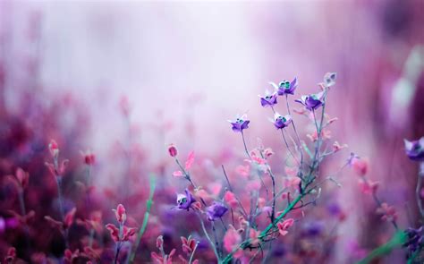 Pink Floral Nature HD Wallpaper