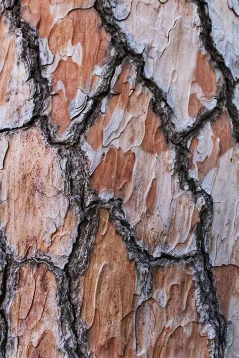 Tree trunk texture stock image. Image of closeup, crack - 105773435