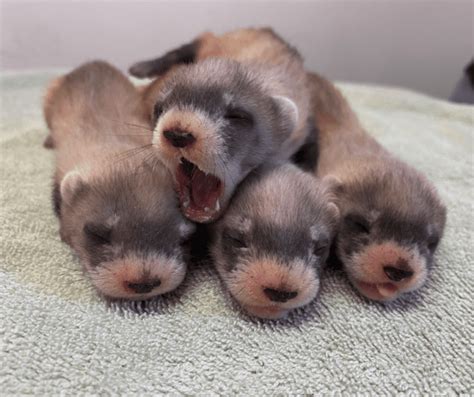 Five Litters of Endangered Black-Footed Ferrets Born At The Phoenix Zoo – The Upper Middle