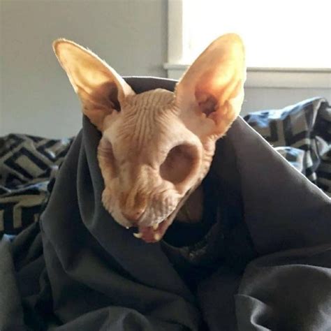 People Can't Decide Whether This Hairless Cat That Lost Its Eyes Is Cute Or Not