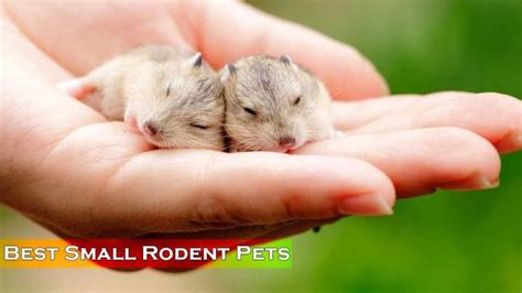 Top 10 Rodents as Pets - Get One For Yourself Today - Wonderslist