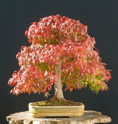 Great Bonsai Maple Trees in 2023 Check it out now | leafyzen