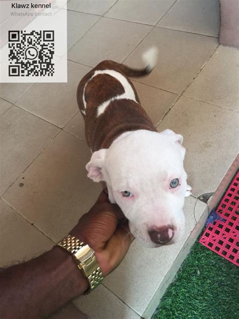 American Bully-pit Puppies Available - Pets - Nigeria