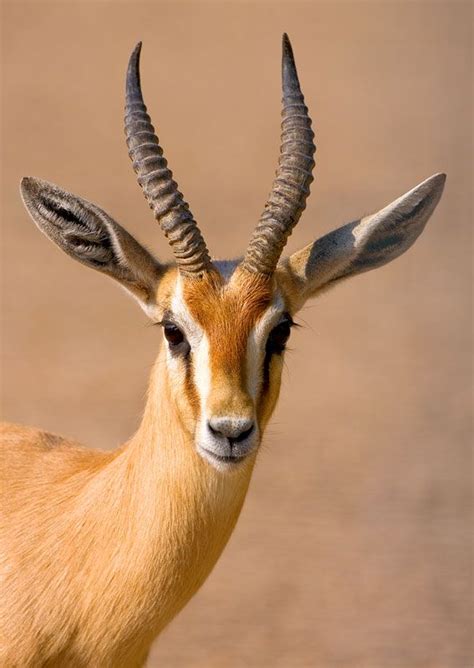 TrekNature | Dorcas Gazelle Photo | Desert animals, Majestic animals, Animals beautiful