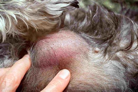 How to Treat Skin Cancer in Dogs