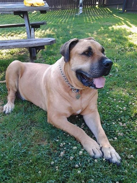 112 best images about Boerboel Rescue on Pinterest | In august ...