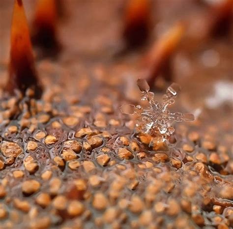 Gorgeous Macro Shots of Individual Snowflakes | Bored Panda