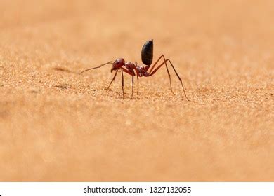 40 Sahara Silver Ant Images, Stock Photos & Vectors | Shutterstock