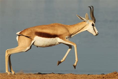 707 Gazelle Running Photos - Free & Royalty-Free Stock Photos from Dreamstime