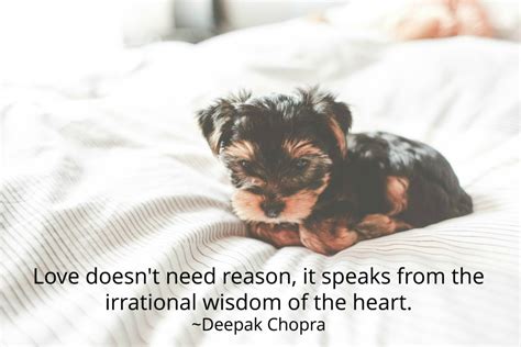 50 Inspiring Deepak Chopra Quotes To Help You Live A Happier Life | Janelle Legge