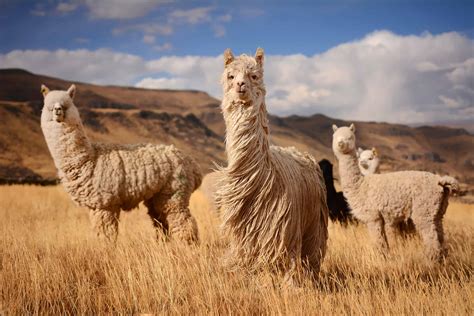 50 Beautiful Llama Facts You Don't Want To Miss - Facts.net