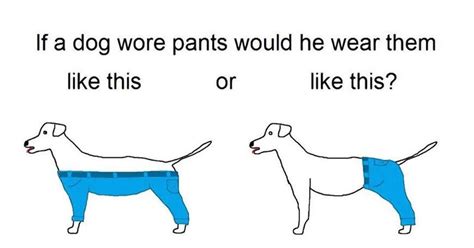 13 Animals Wearing Clothes That Make The Dog Pants Picture Irrelevant ...