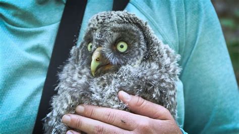 Help us name this baby great grey owl! : r/Owls