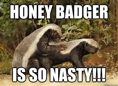 Honey Badger memes | quickmeme