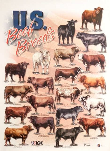 American Cow Breeds