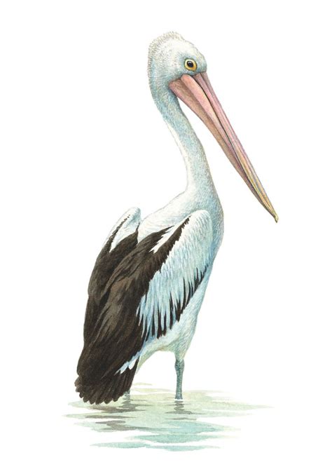 Australian Pelican | Pelican drawing, Pelican art, Heron art