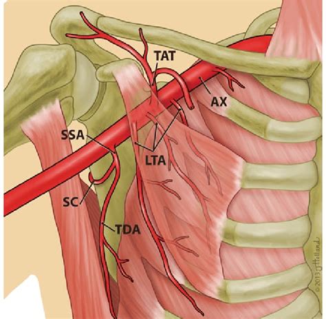 Lateral Thoracic Artery