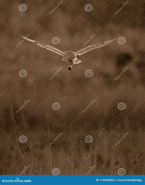 Wild barn owl hunting stock photo. Image of extension - 119362566