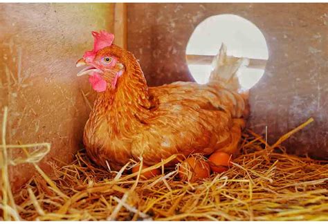 How To Tell Which Hens Are Laying Eggs - The Happy Chicken Coop