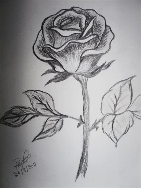 Collection Of Rose Flower Drawing Sketch High Quality, Free - Rose ...