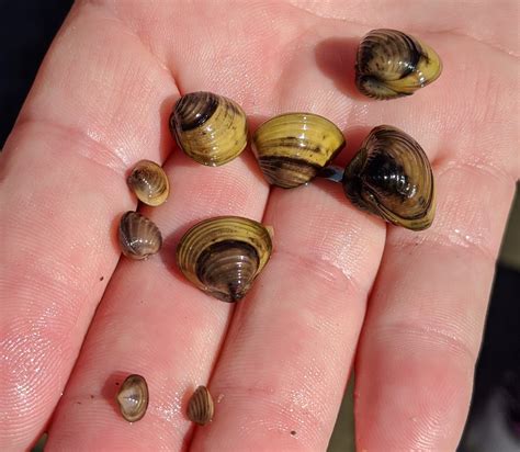 Freshwater Clams - Columbia Shuswap Invasive Species Society