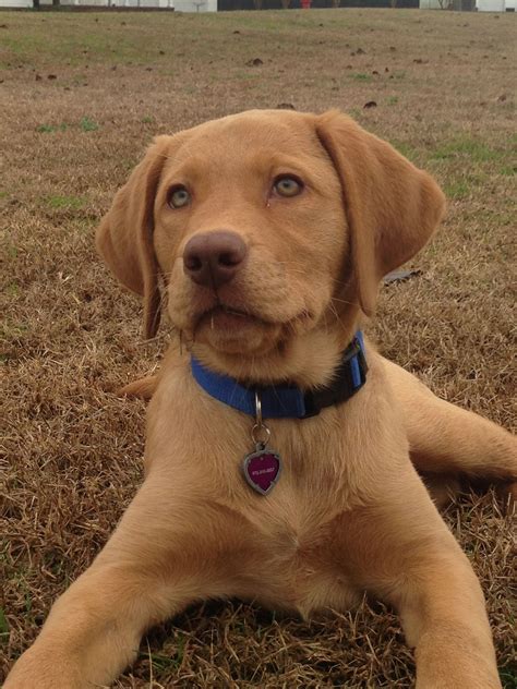 Labrador Fox Red Lab Puppies