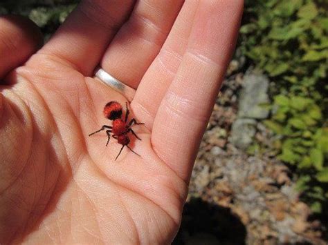 Velvet Ant Sting Treatment - DIY