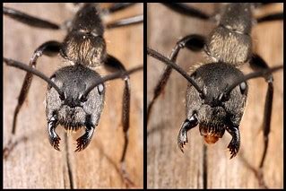 Ant mouthparts | Mouthparts of the ant Cataglyphis piliscapu… | Flickr