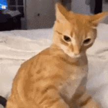 Gato Katzen GIF - Gato Katzen Cringe - Descubrir y compartir GIFs