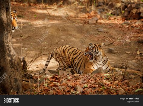 Tigers Mating Hard