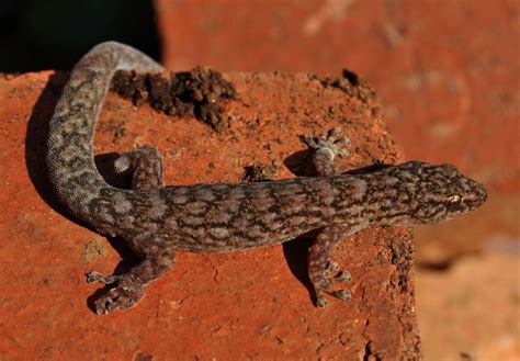 Common and Unusual Identifications - Reptiles - The Australian Museum