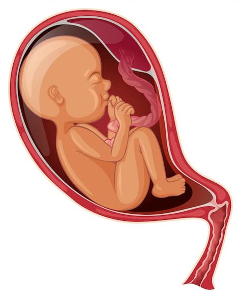 Baby inside woman womb Vector | Free Download