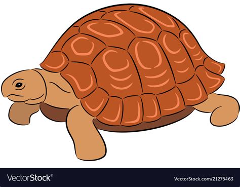 Tortoise Vector