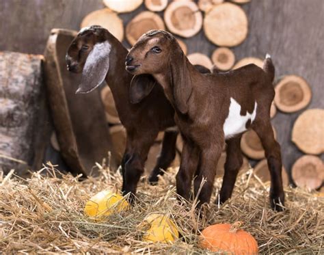 Mini Nubian Goats