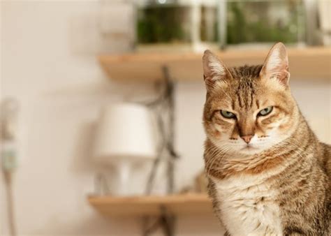 21 Strange Cat Behavior - What It Means and How to Respond