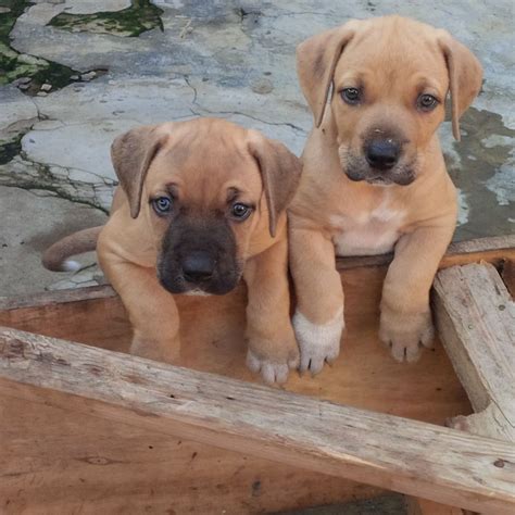 Boerboel Puppies - Pets - Nigeria