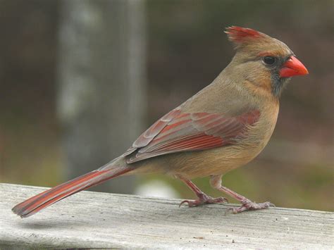 General Information about the Northern Cardinal- Cardinalis cardinalis