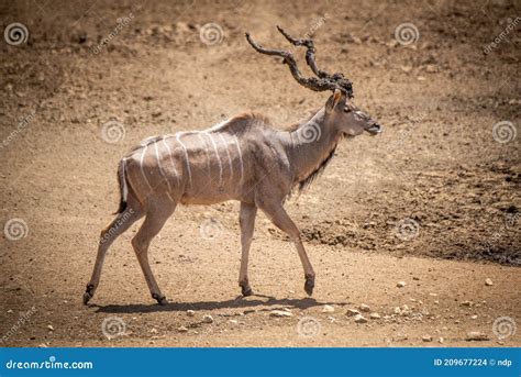 Male Greater Kudu Walking with Muddy Antlers Stock Photo - Image of landscape, tragelaphus ...