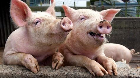 What’s a pig butchering scam? Here’s how to avoid falling victim to one ...