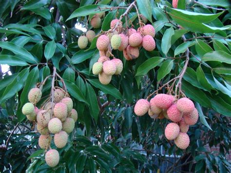 1000+ images about Lychee Fruit - Health Benefits and More on Pinterest